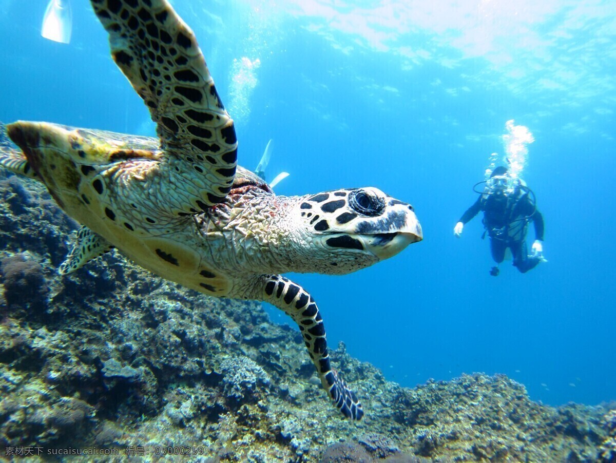 海底 乌龟 大海 珊瑚 浅水 人物 大海图片 风景图片