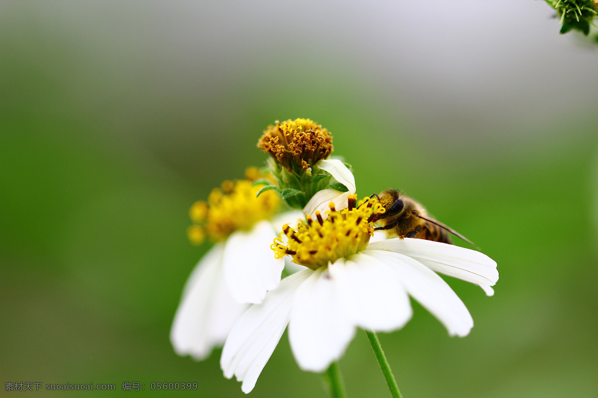 蜜蜂 花 昆虫 绿色 蜜蜂采蜜 生物世界 野花 蜜蜂和花 蜜蜂特写