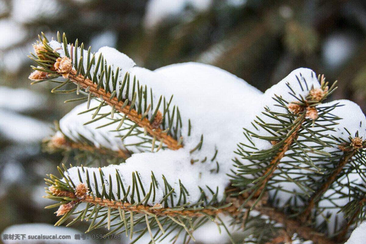 雪压青松 雪 松树 松针 白雪 冬天 植物 生物世界 树木树叶