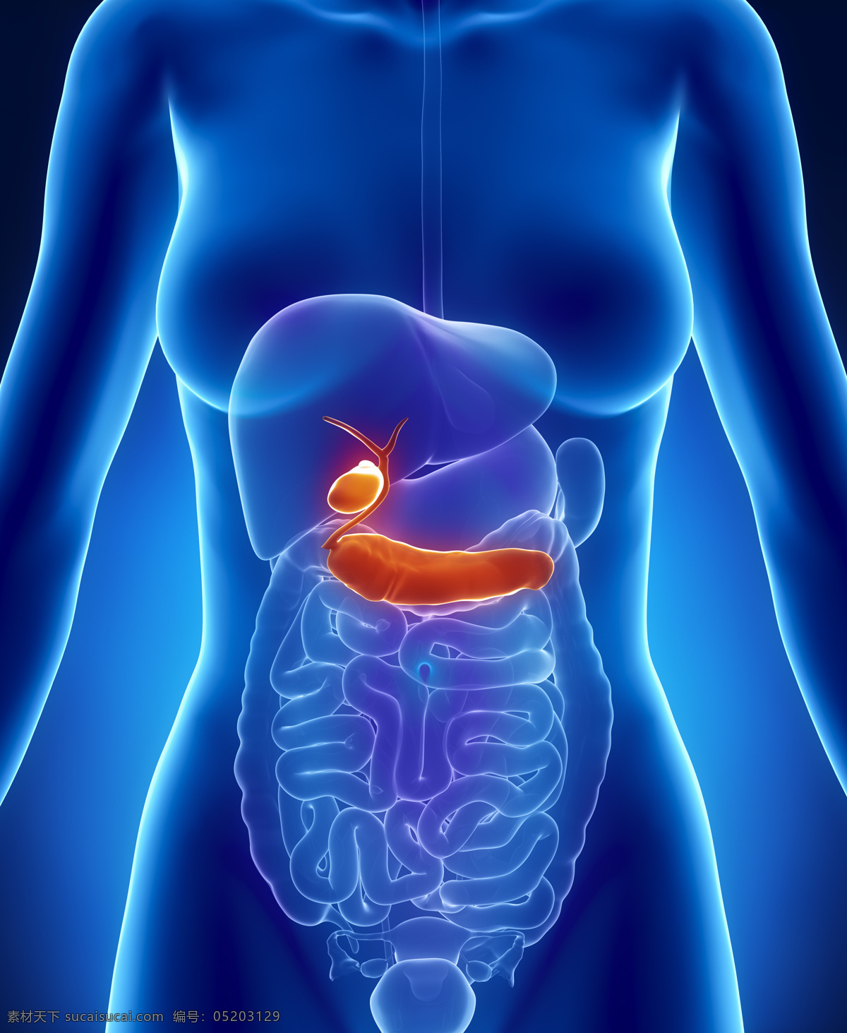 女性 内脏 器官 内脏器官 肠子器官 肝脏器官 人体器官 医疗科学 医学 人体器官图 人物图片