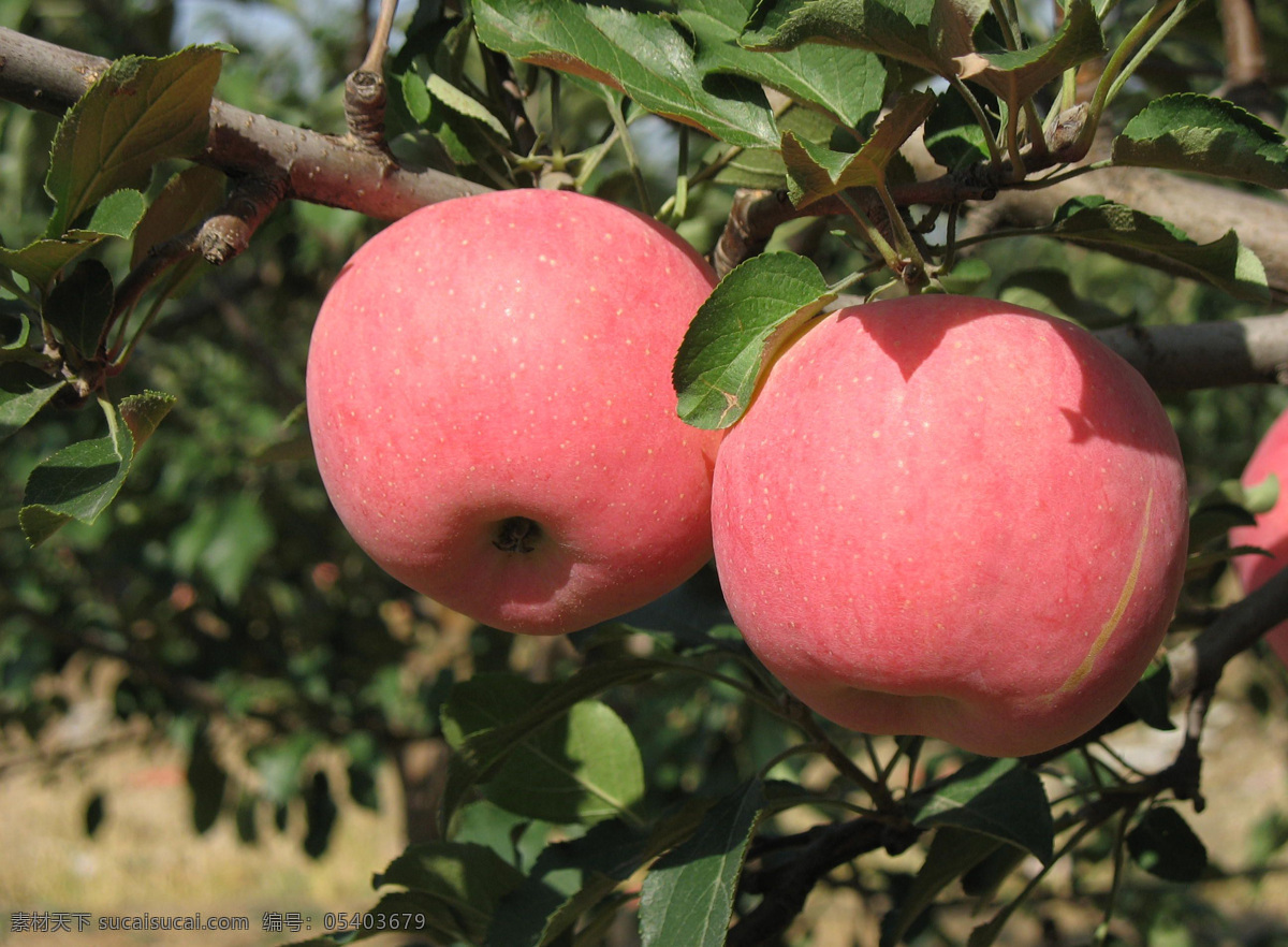 苹果 水果 果园 苹果树 树叶 成熟 丰收 新鲜 可口 水果摄影 红苹果 生物世界 红富士
