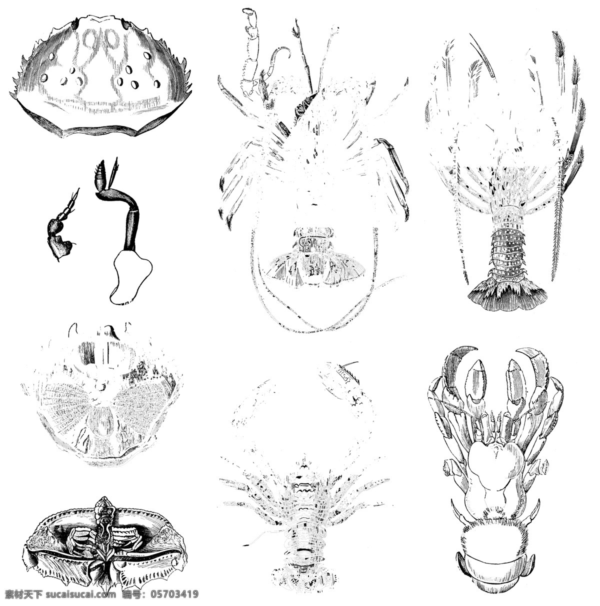 鱼类 贝 甲壳 类 欧美 古典 线条 矢量 动物 库 欧洲古典素材 矢量素材 素描素材 线条素材 非 主流 矢量图 其他矢量图