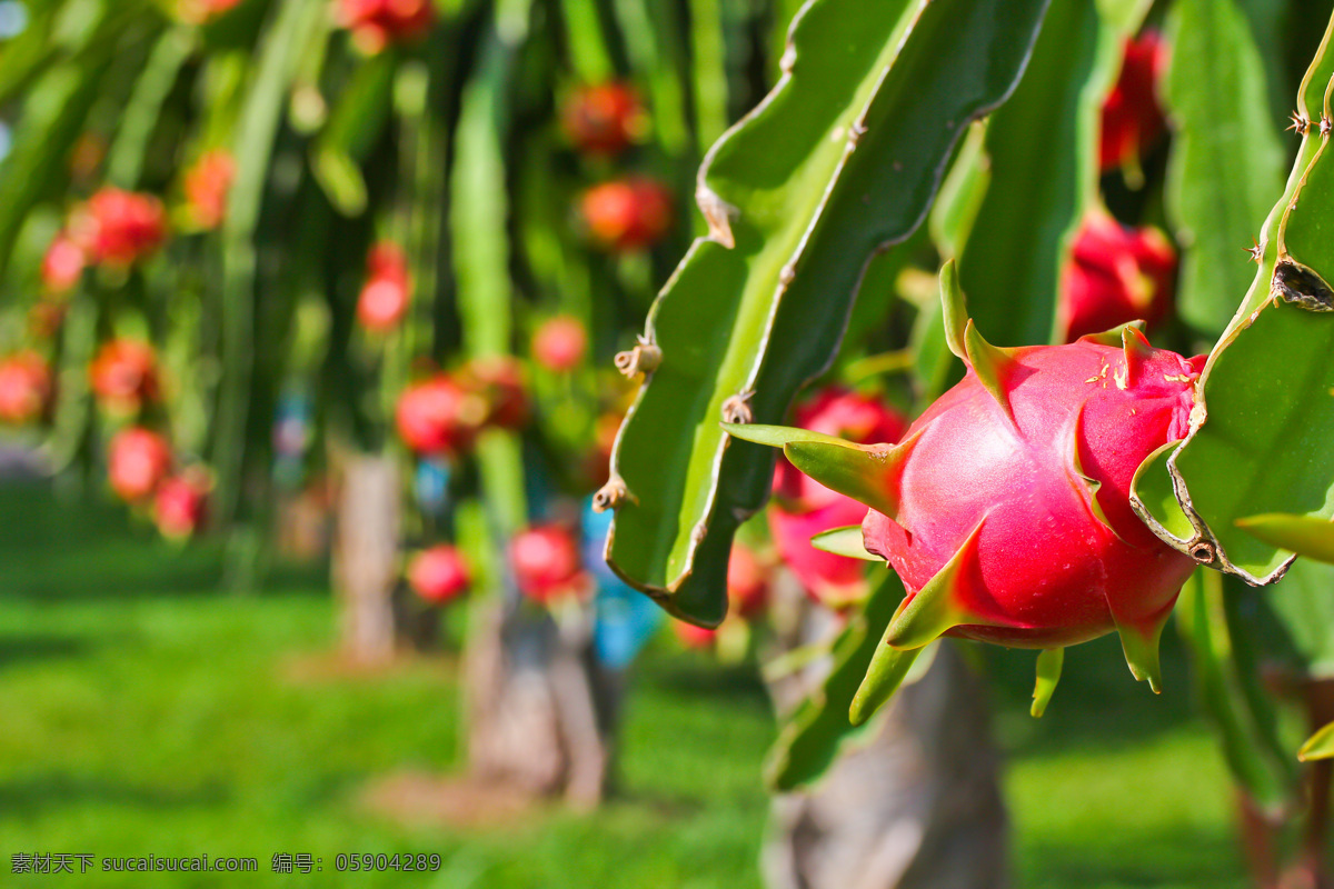 美味的火龙果 火龙果 水果 火龙果树上 火龙果树 火龙果树木 生物世界 绿色