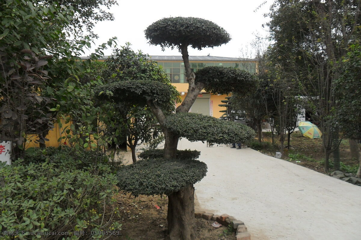 别墅门前种植 对接白蜡桩景 私家花池种植 精品对接白蜡 对接白蜡 生物世界 树木树叶