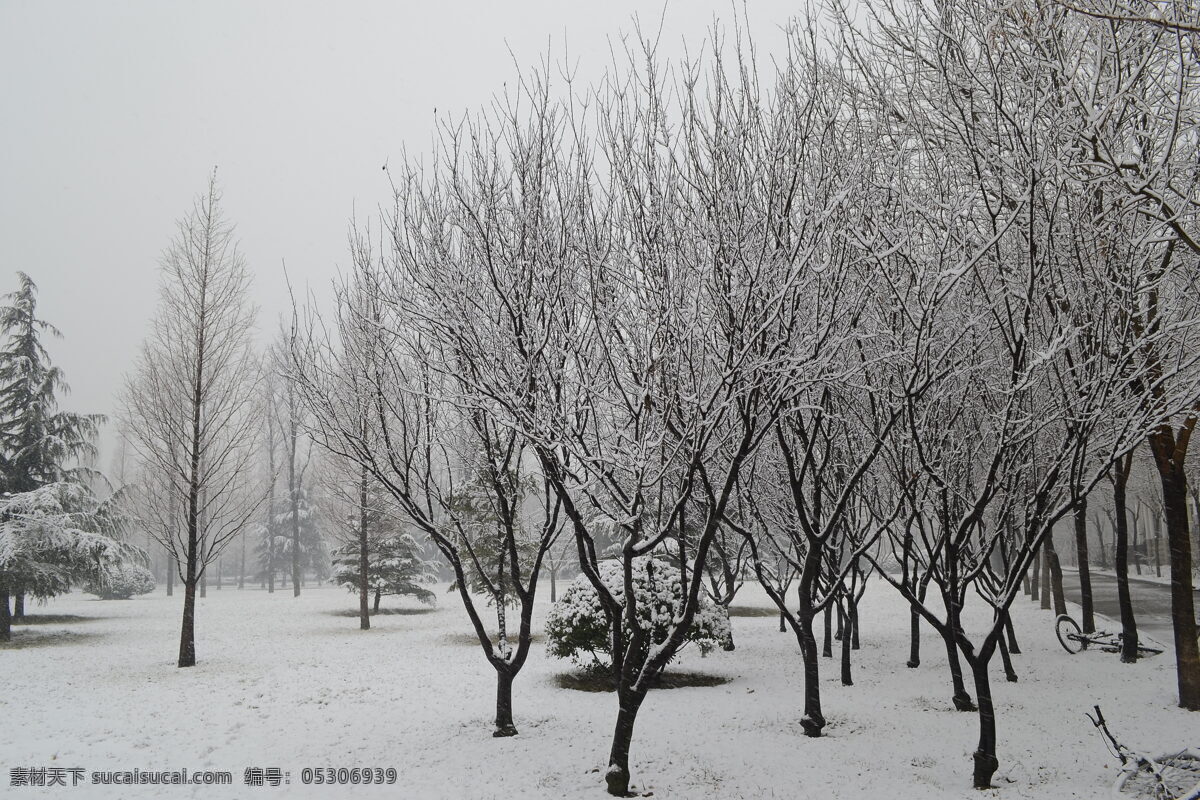 冬雪 雪 青岛 树枝 白雪 自然景观 自然风景 灰色