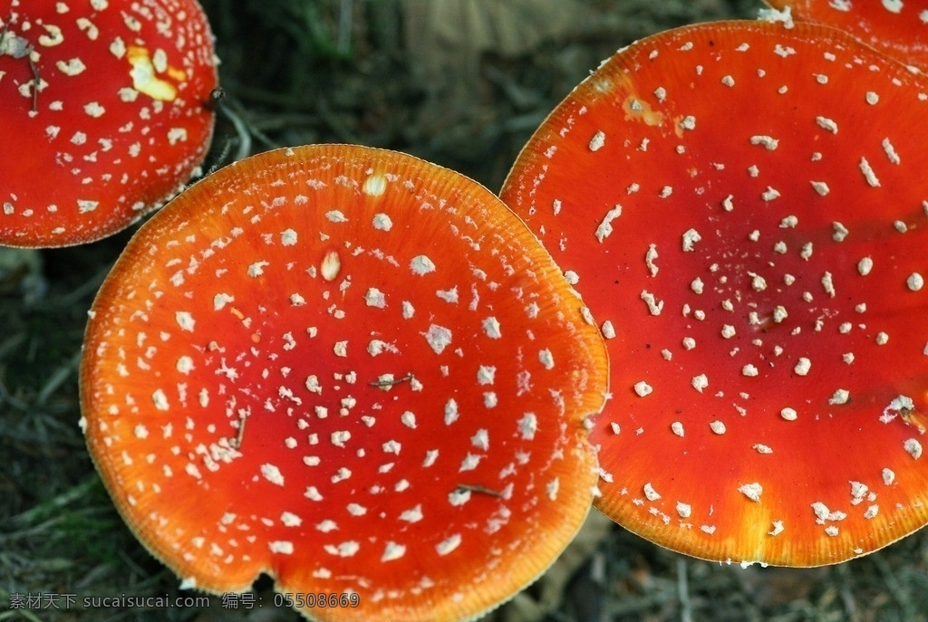 红蘑菇 蘑菇 菌类美食 食材 其他生物 生物世界