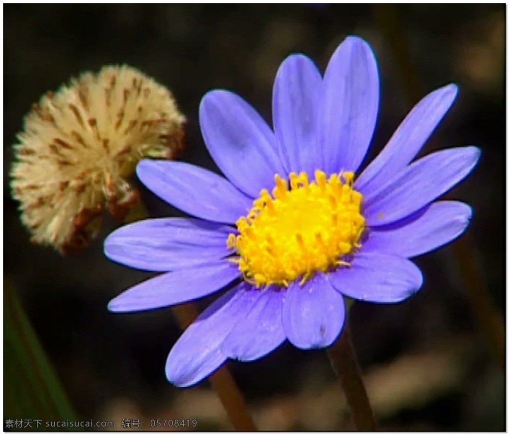 花朵 动态 视频 紫色 一朵 自然 视频素材 动态视频素材
