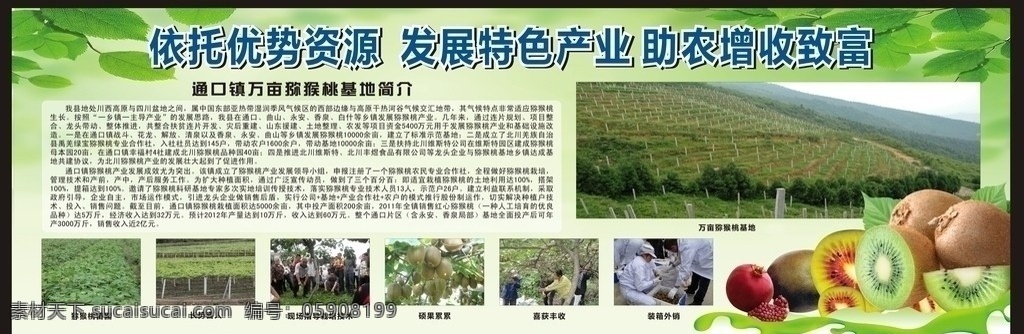 猕猴桃基地 猕猴桃 优势资源 助农增收 发展特色产业 农民 农业发展 矢量