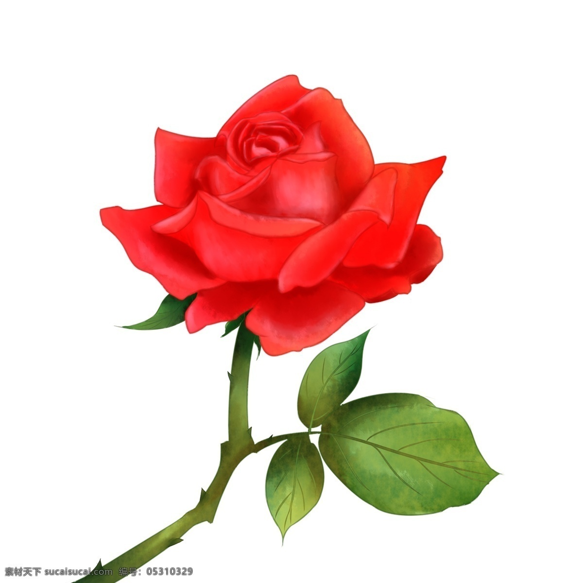 情人节 手绘 玫瑰 花卉 手绘花卉 情人节玫瑰 红色玫瑰 花朵 玫瑰花 手绘玫瑰