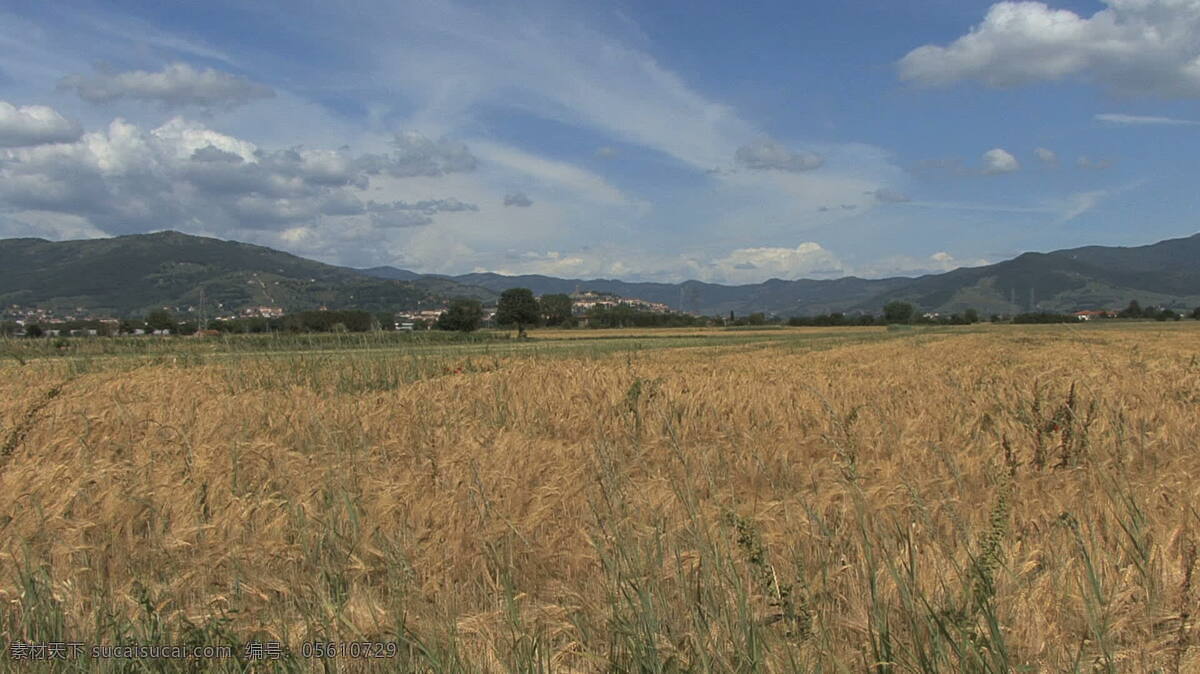 castelione 小麦 库存 录像 地区 景观 视频免费下载 天空 意大利 云 托斯卡纳 场 其他视频