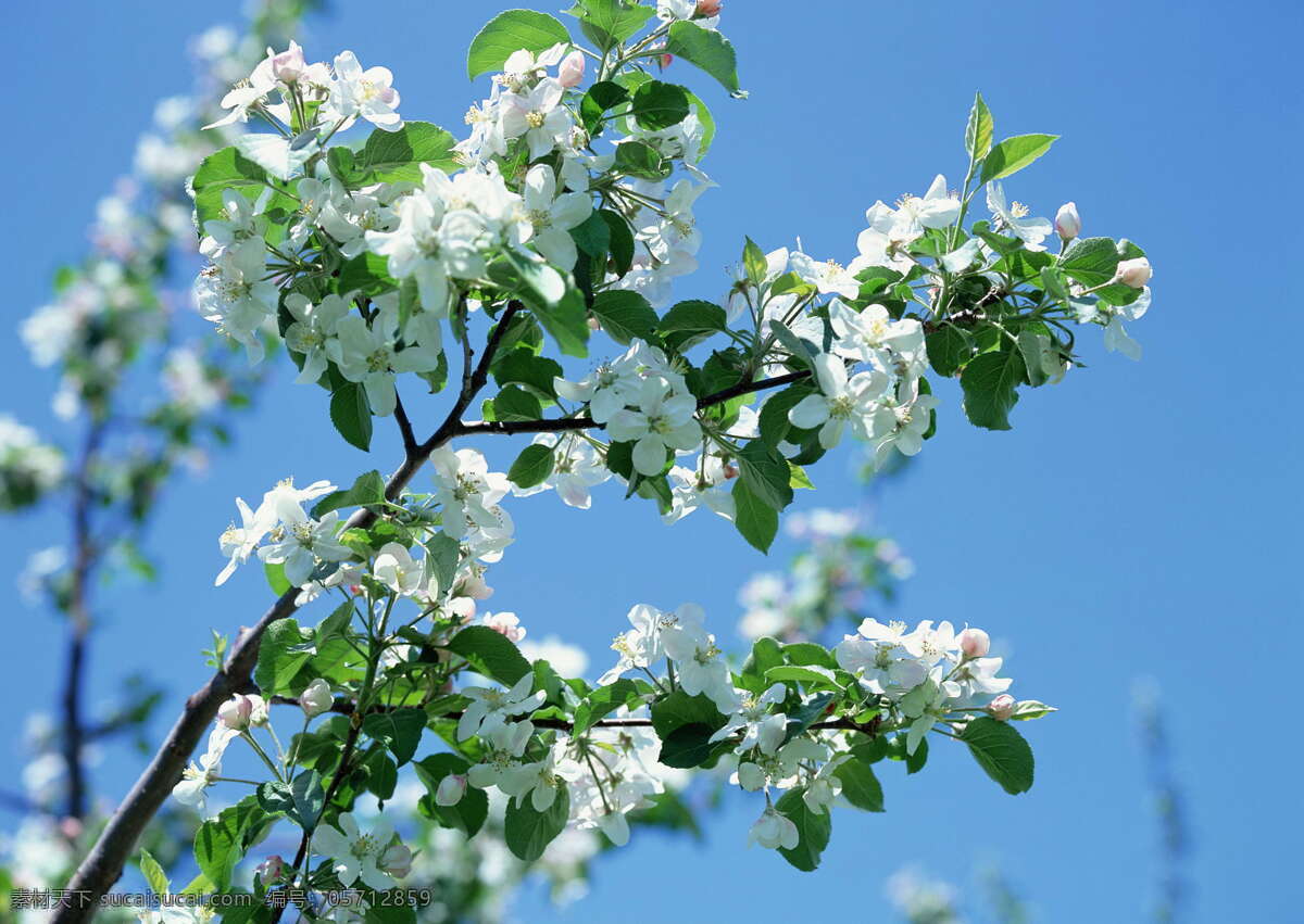 春天 花朵 春暖花朵 春天风景 春天花朵 高清图片素材 花朵图片 花卉 李花盛开 桃花 桃花林 桃花盛开 李花 杏花 植物