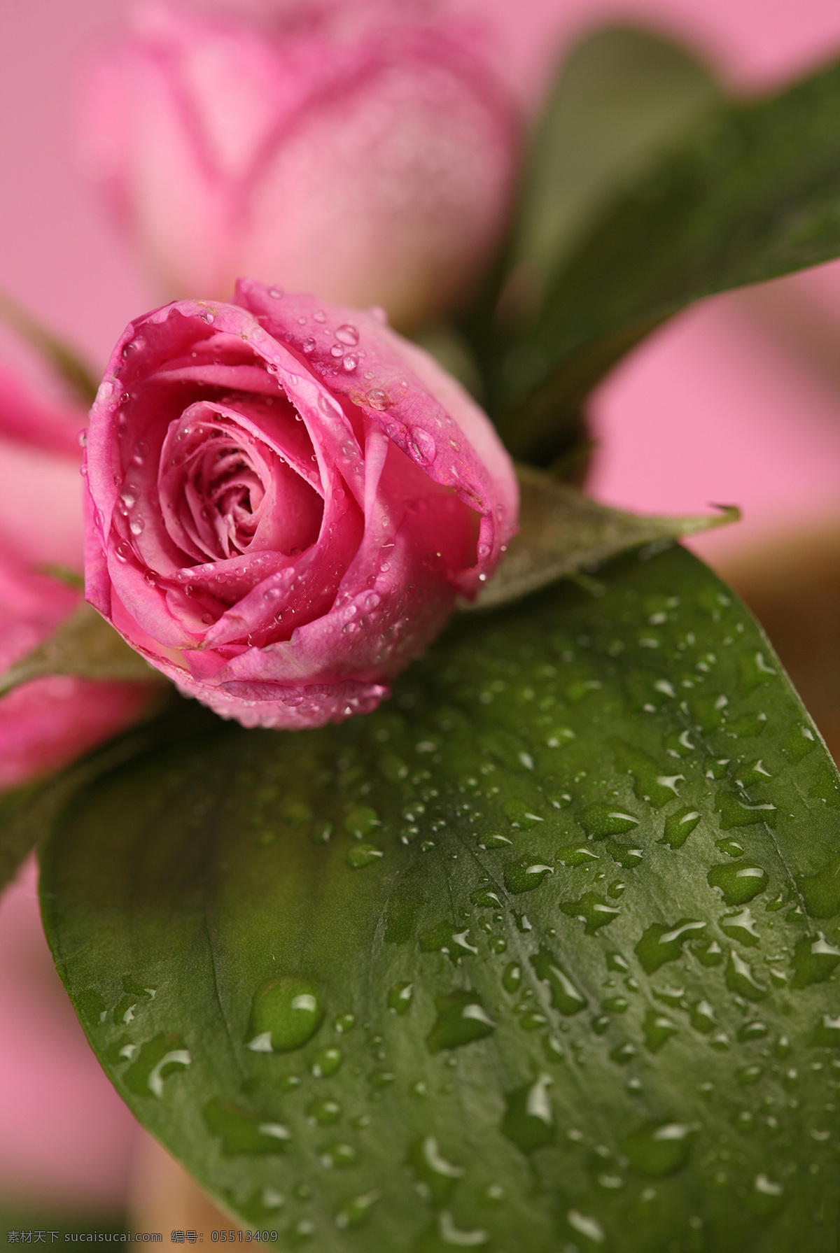 桃红色 玫瑰花 水珠 露珠 花瓣 植物花朵 美丽鲜花 漂亮花朵 花卉 鲜花摄影 花草树木 生物世界 粉色