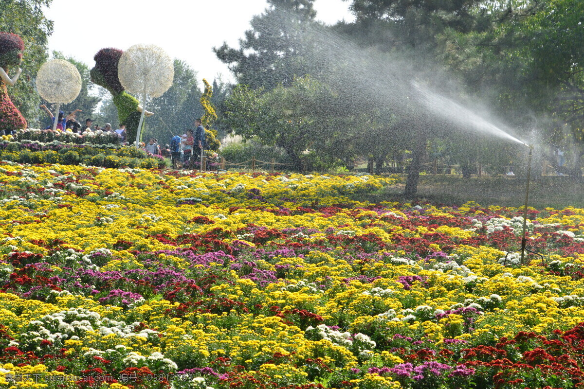 喷灌菊花 喷灌 水雾 水珠 植物园美景 植物园风景 园林美景 菊花 观赏花卉 秋菊 园艺 花卉素材 寿客 金英 黄华 陶菊 花卉 花儿 花草 花朵 花瓣 花蕊 园林景观 菊菊花 生物世界