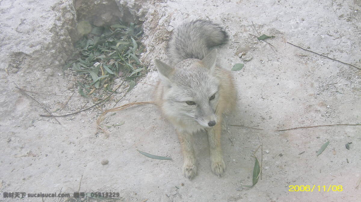白狐 狐狸 动物 动物素材 狐狸摄影图 白狐图片 灰色