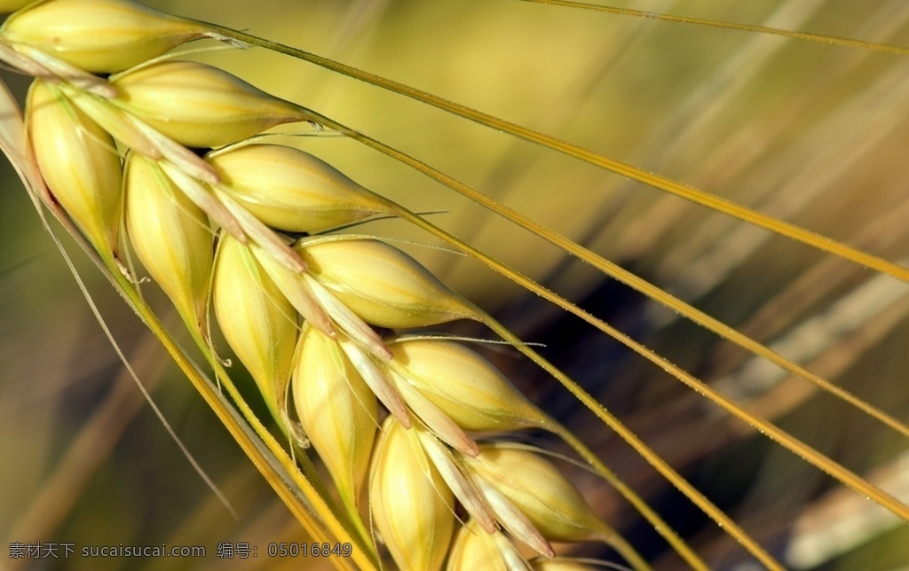 麦子 小麦 麦芒 农业 农业生产 生物世界 其他生物
