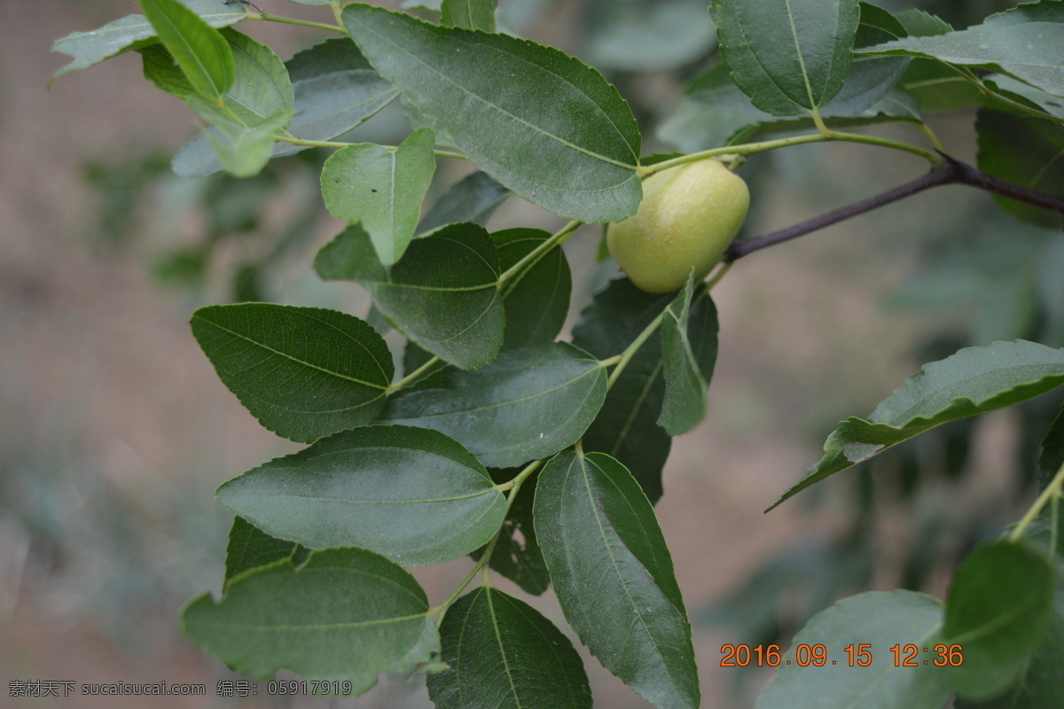 青枣 枣子 果实 枣树 生物世界 水果