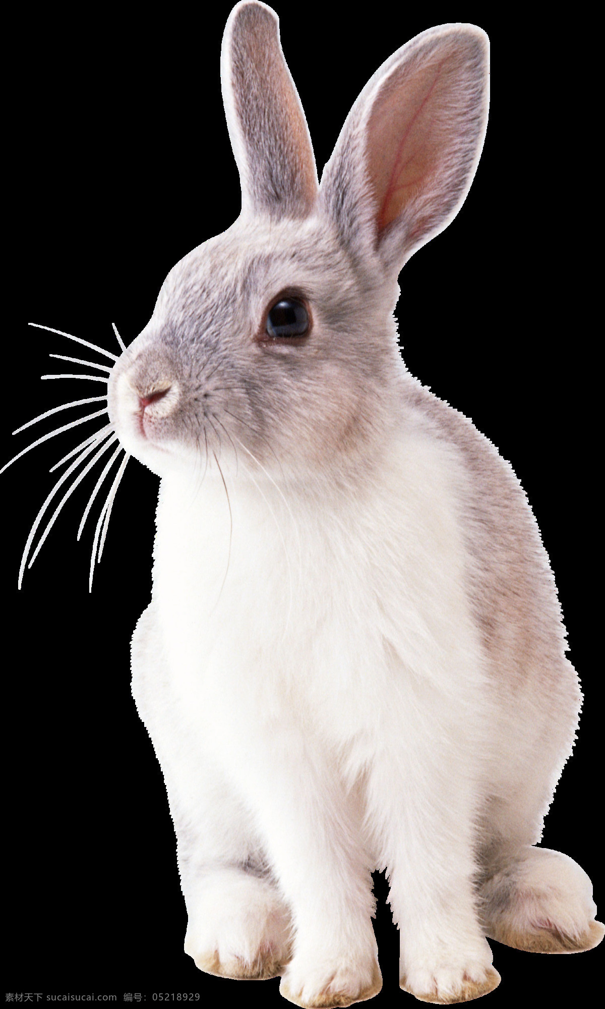 坐 地上 兔子 免 抠 透明 坐地上的兔子 超 萌 可爱 小 可爱小兔子 大兔子 萌兔子 可爱兔子 兔子素材 兔子照片