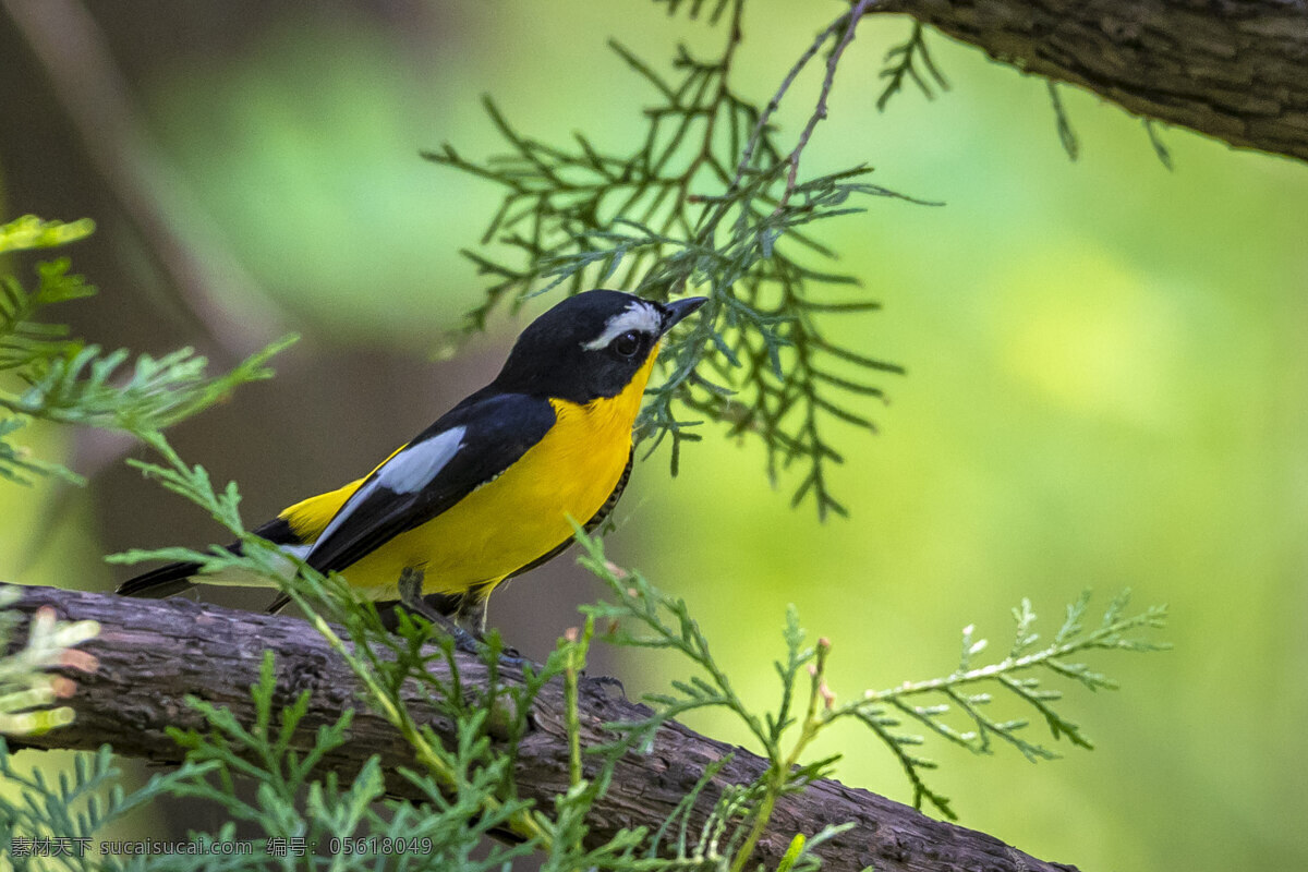 黄喉鹀鸟 飞鸟 益鸟 保护鸟类 鸟雀 飞雀 生物世界 鸟类