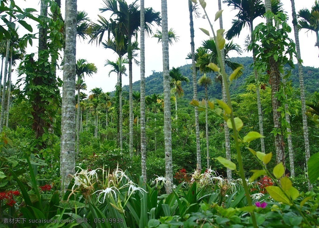 槟榔树 呀诺达 热带雨林 热带植物 水鬼蕉 树木树叶 生物世界