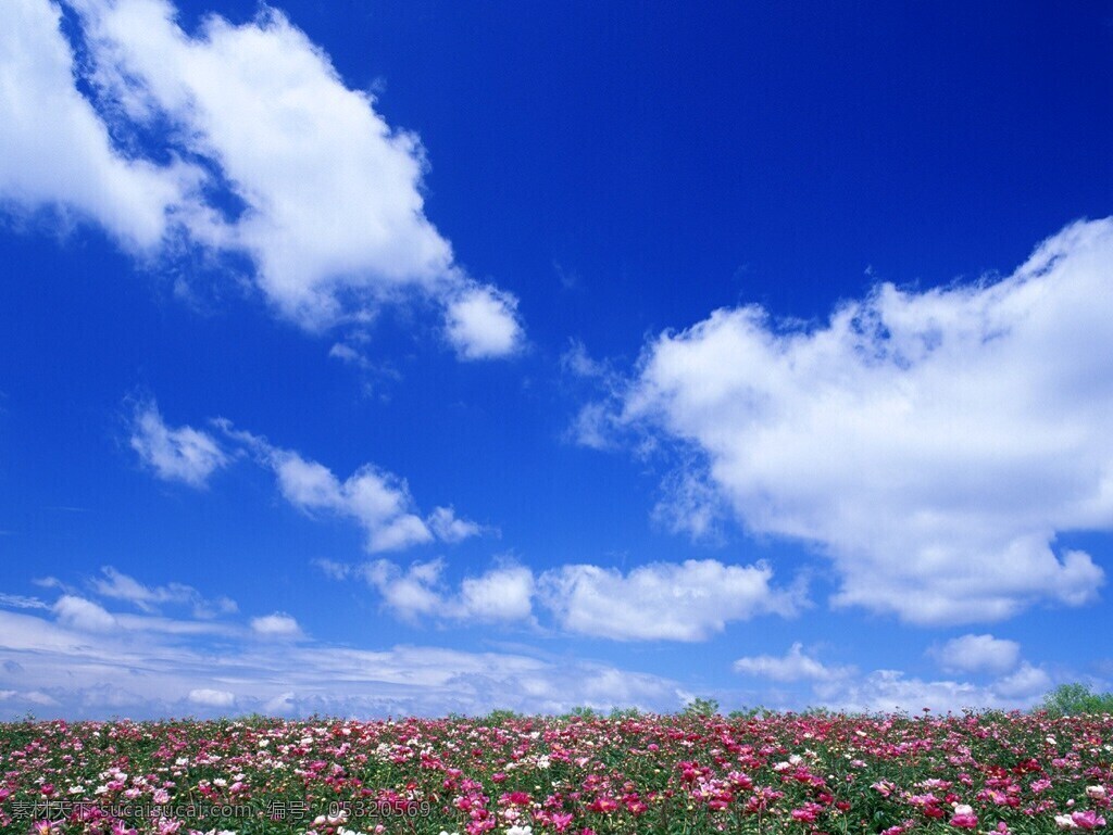 美丽天空 蓝天 白云 碧云蓝天 鲜花 满园鲜花 自然景观 田园风光 摄影图库