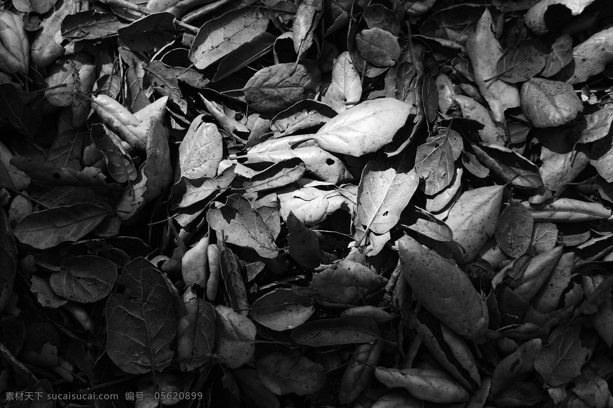 枯 树叶 黑白 艺术摄影 枯树叶 艺术 光影 枯叶 树木树叶 生物世界
