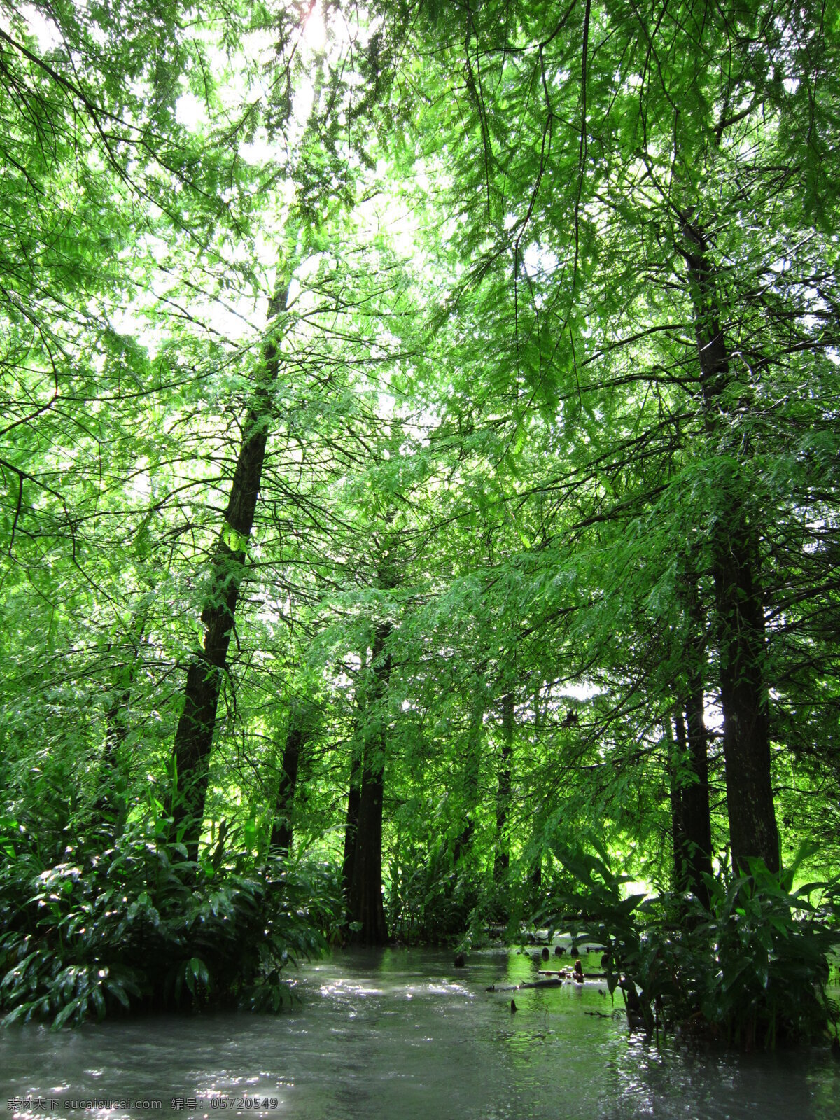 梦幻 湖畔 落羽松 绿树 自然美景 树 晴天 树木树叶 生物世界