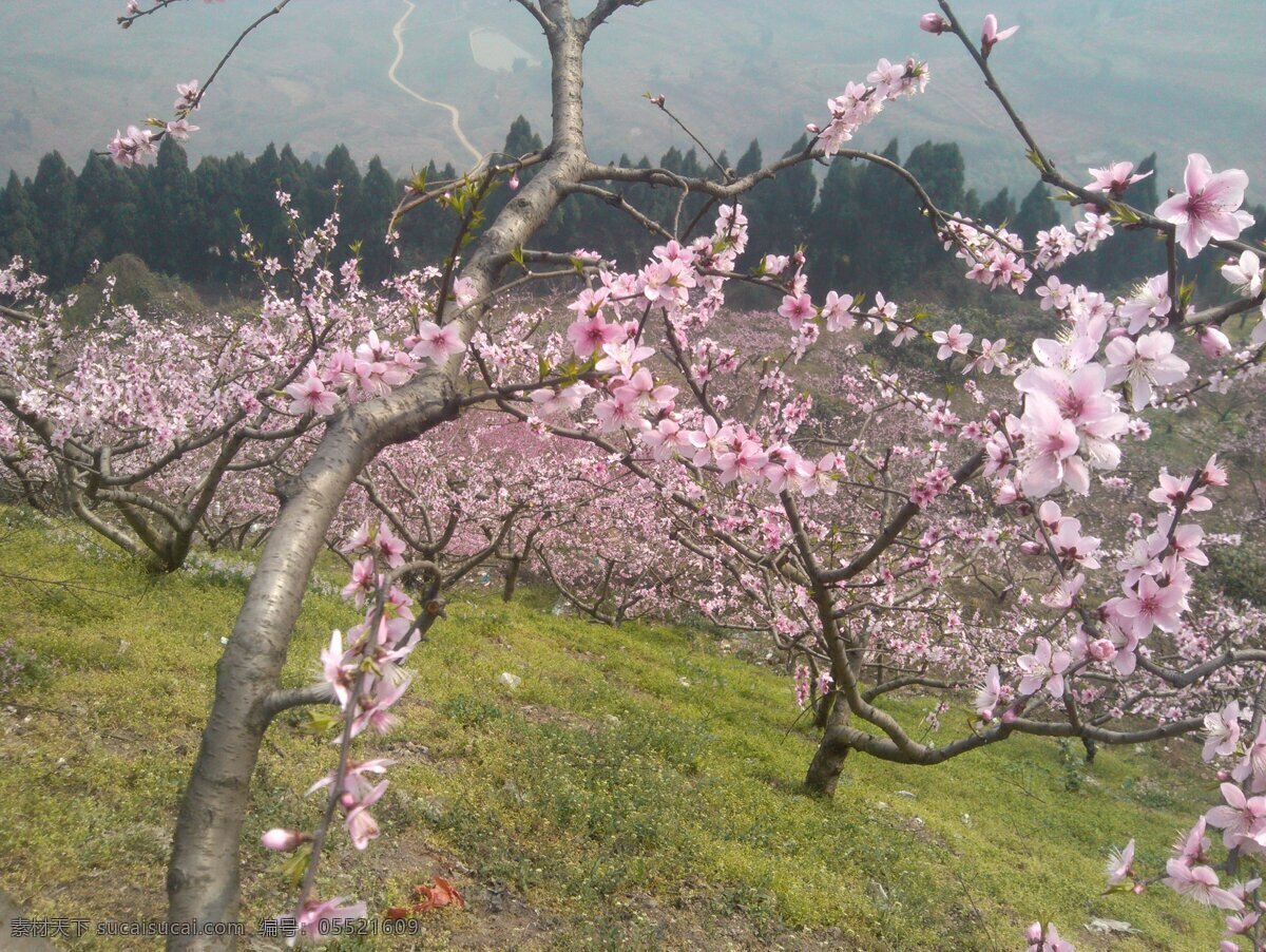 桃花 成都 春季 花草 骑行 生物世界 龙泉山 psd源文件