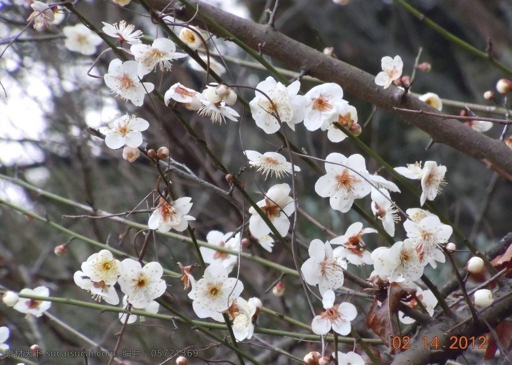 腊梅花开 腊梅花 腊梅 梅花 粉色花朵 花卉 植物园 花木 枝条 花瓣 红梅 含苞待放 花草 生物世界