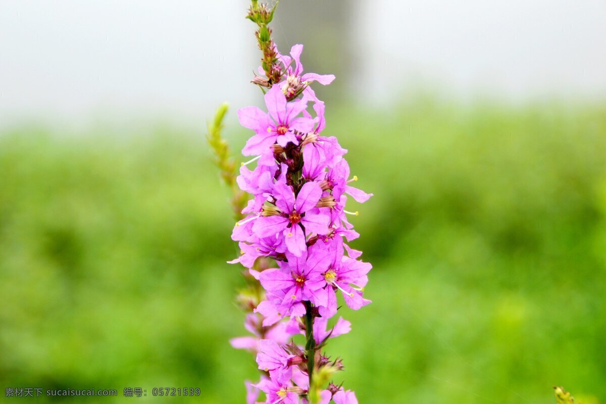 鲜艳 千 屈 菜 花卉 花草 花枝 粉色 花