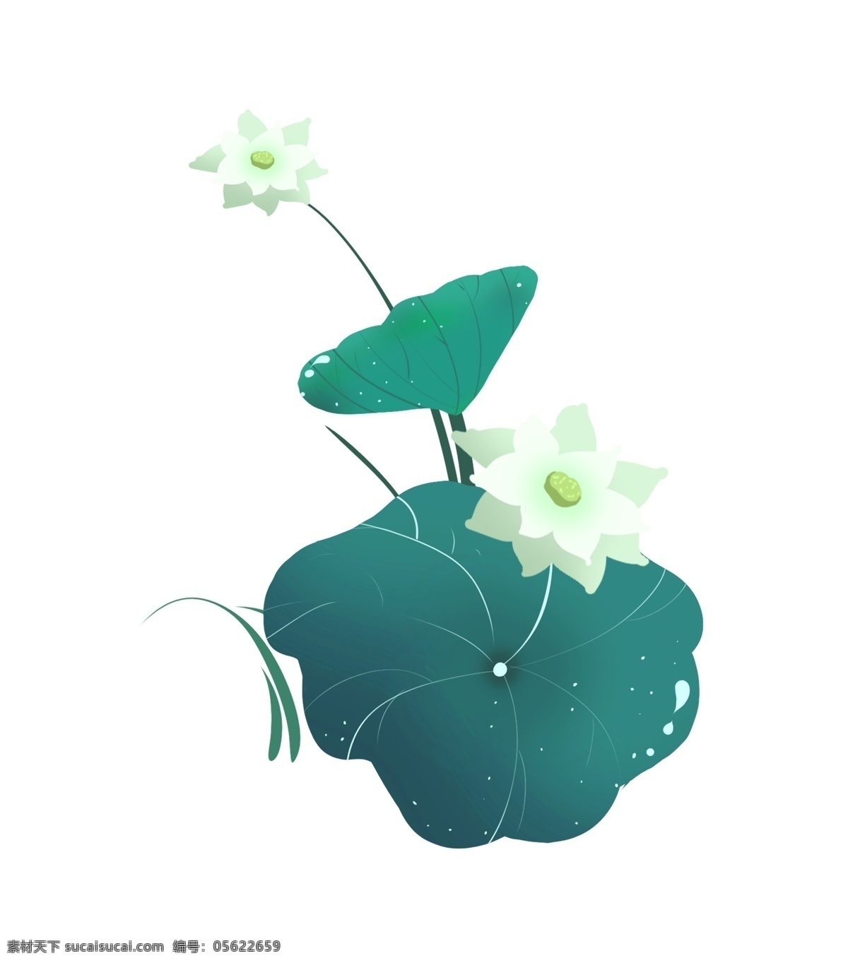 唯美 小 清新 荷花 插画 白色的荷花 唯美的花朵 绿色的荷叶 创意植物插画 精美的花朵 美丽的荷花 荷叶