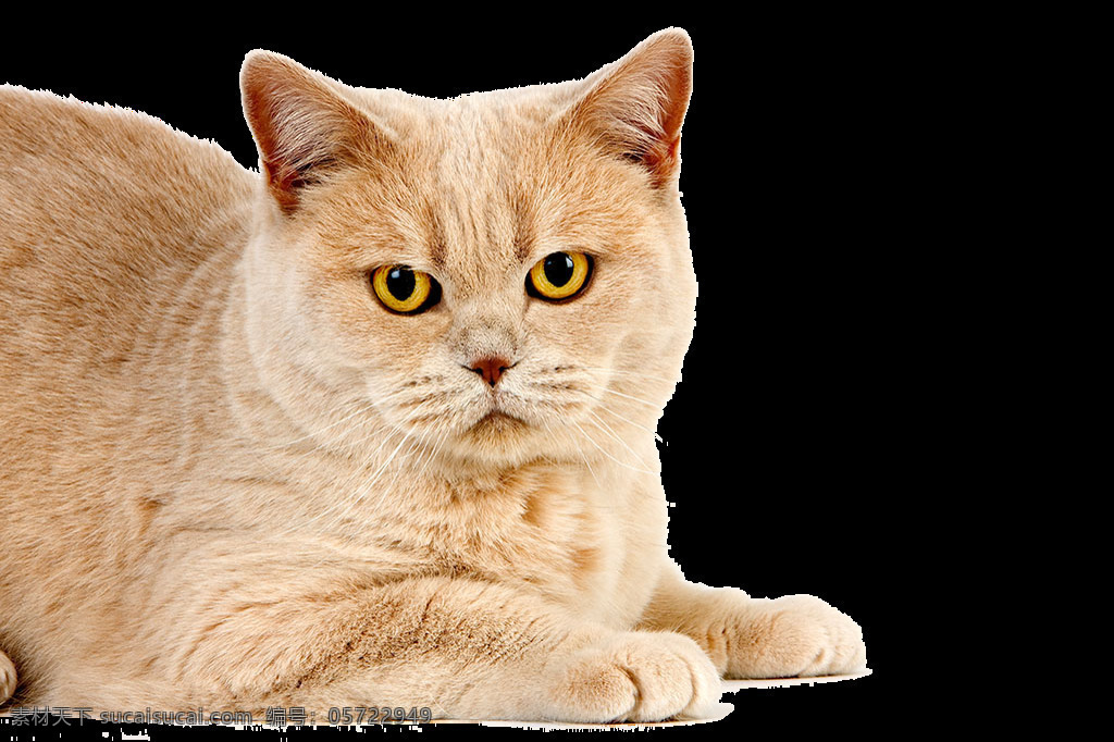 黄色 宠物 猫 元素 波斯猫 彩绘猫咪 动物 肥猫 卡通素材 卡通元素 可爱 猫宠物 图案png