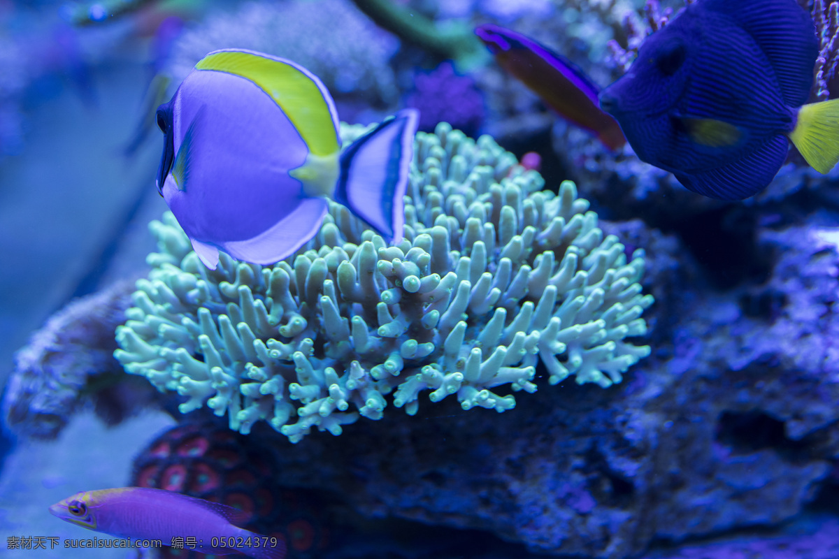 海底世界 珊瑚 热带鱼 咸水鱼 海洋生物 海洋景观 鱼虾 贝类 水 生物 生物世界