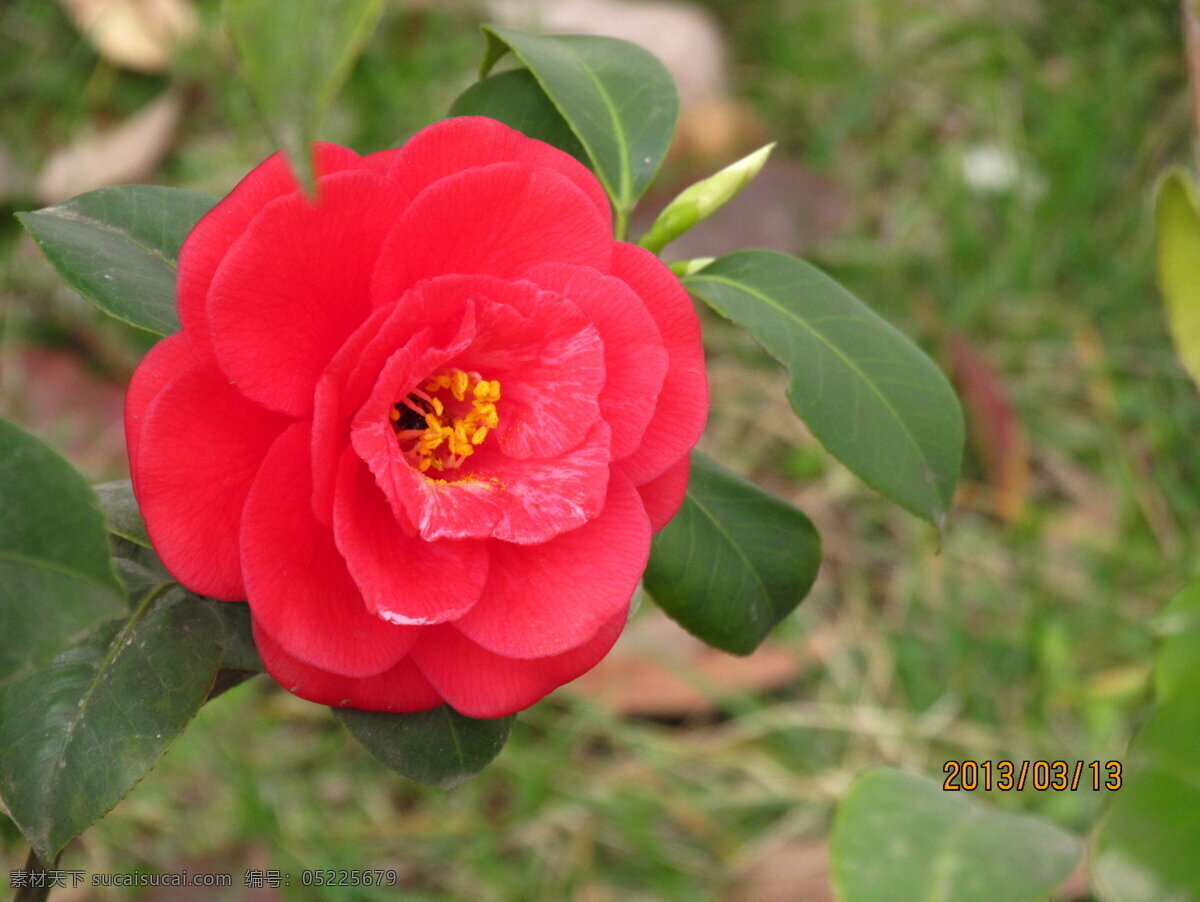 山茶花 春天 红色 花草 花朵 绿叶 生物世界 psd源文件