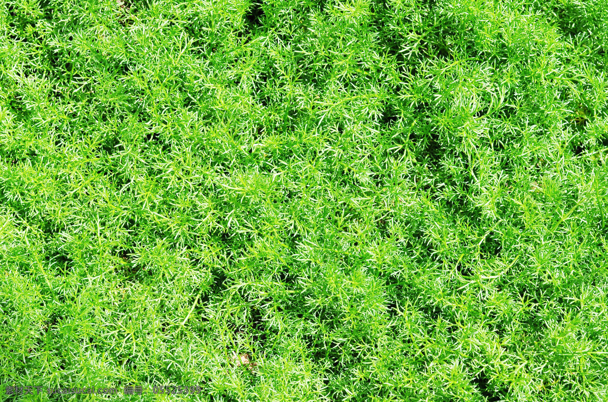 花纹 边框 花簇 绿色 花框 装饰 元素 底纹 壁纸 大气 小清新 植物 春天 夏天 展板 背景底纹 底纹边款 宣传单 绿色元素 高清 唯美 绿色背景底纹 装饰素材大全 小元素 新鲜 透气 背景 图案 淘宝背景 免扣