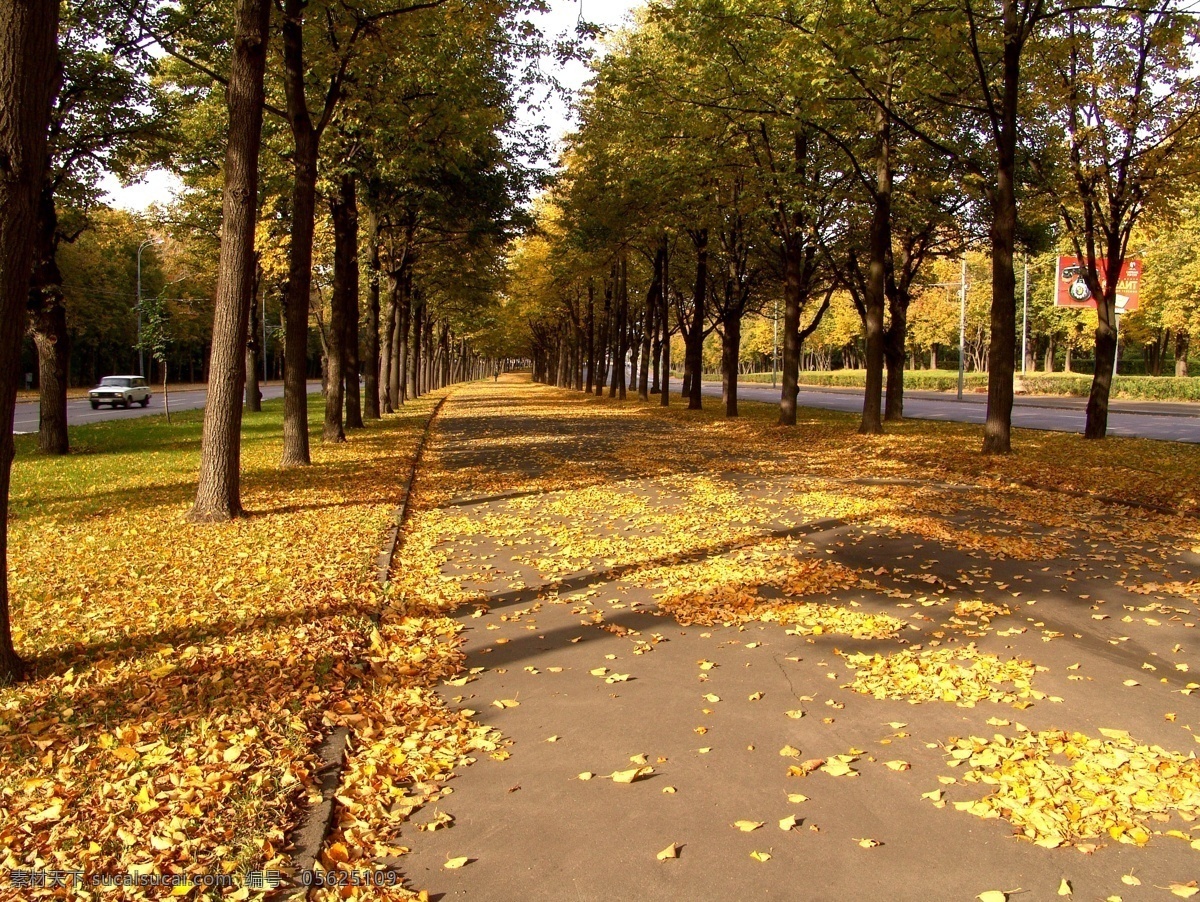 道路风景 黄叶 落叶 叶子 秋天树叶 秋季风景 秋天风景 美丽景色 风景摄影 自然风光 道路上的黄叶 自然风景 自然景观 黑色