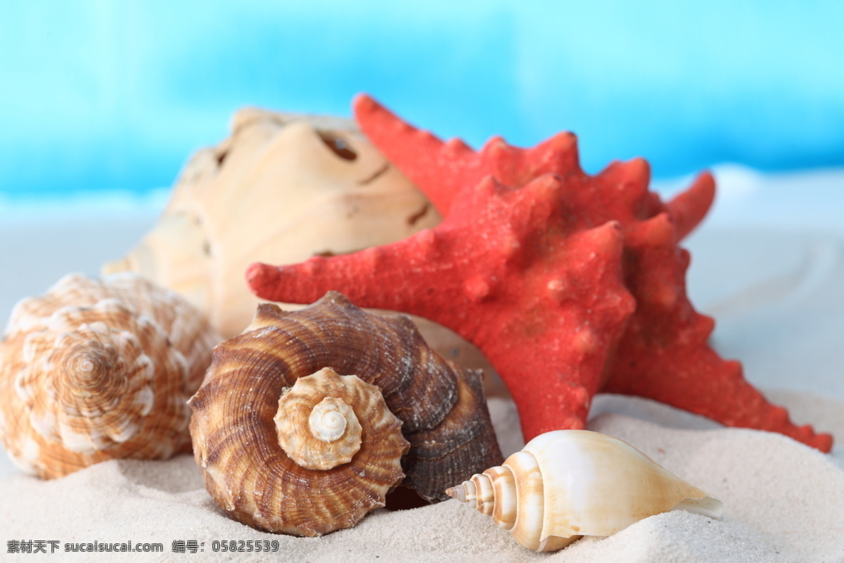 海螺 海星 贝壳 螺丝 沙滩 海滩 沙滩背景 大海图片 风景图片