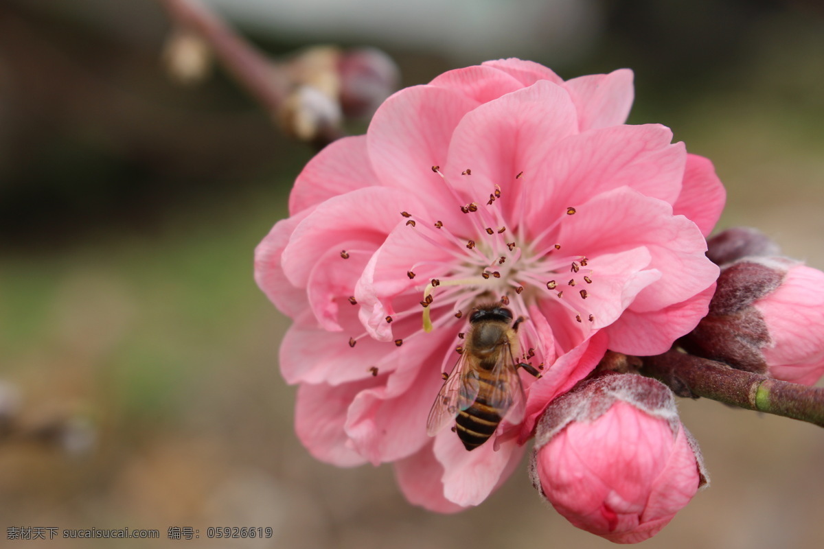 桃花 开花 春天 花朵 桃花运 花瓣 桃花园 微距摄影 蜜蜂 花草 生物世界 黑色