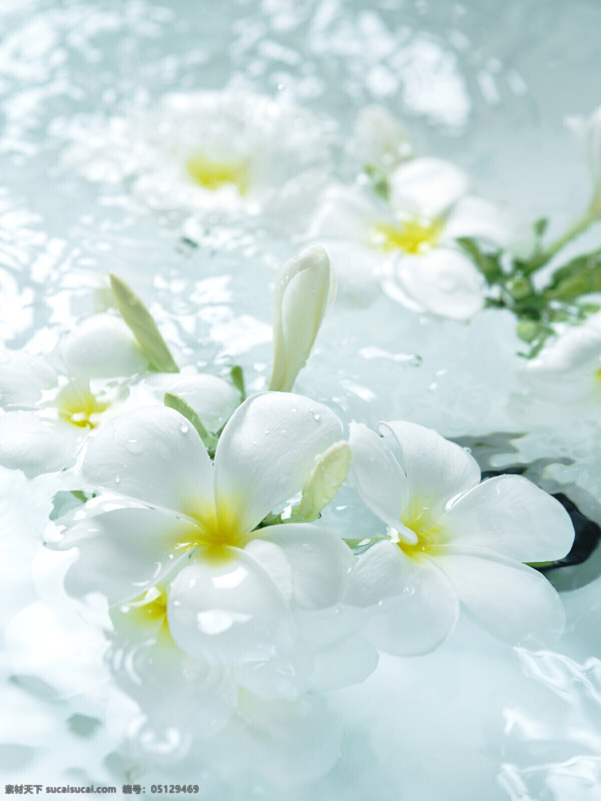 浴缸 中 漂浮 白色 小花 白花 花朵 沐浴 生活百科 生活素材 卫浴 洗澡 水 物质生活 家居装饰素材 室内设计