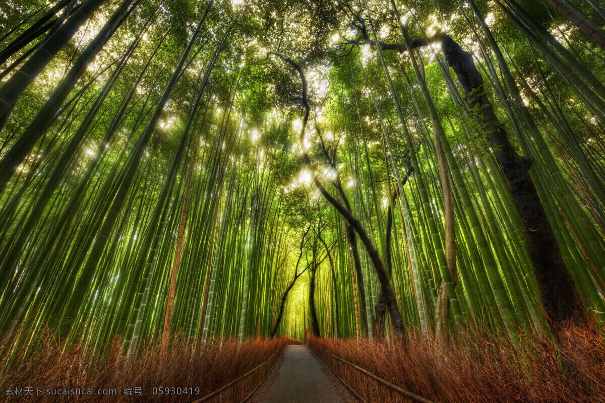 竹林风景 竹海 竹林 阳光