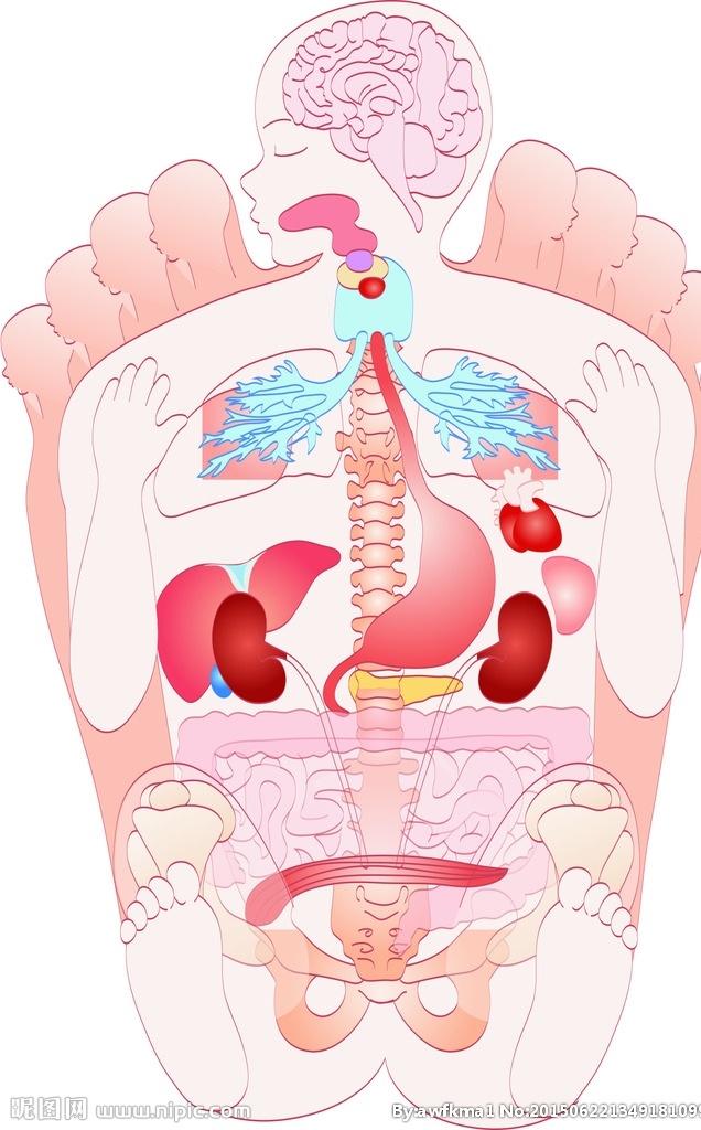 人体 结构 脚底 反射 区 示意图 区示 意图 矢量 脚板示意图