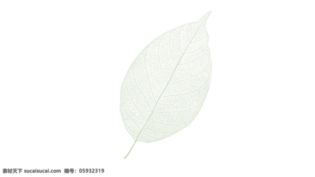 透明树叶素材 淡绿色树叶 淡绿色纹理 树叶纹理