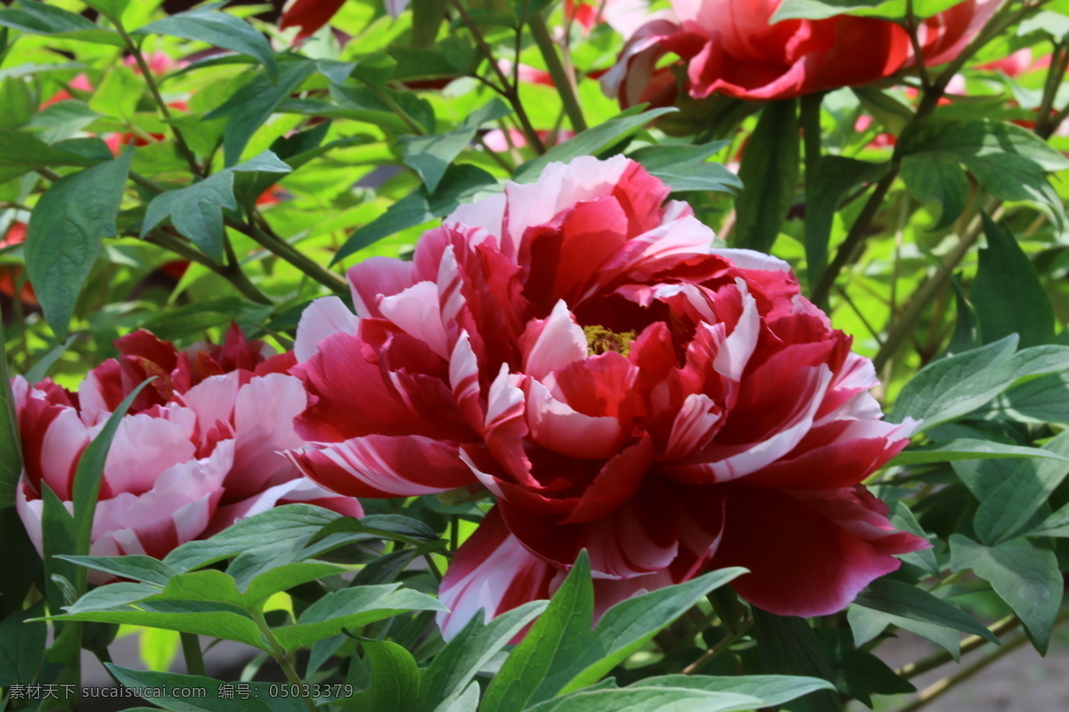 牡丹花 牡丹 观赏花卉 鼠姑 木芍药 百雨金 洛阳花 花朵 花瓣 花蕊 花卉 花儿 花草 植物 园林绿化 绿化景观 芍药牡丹 生物世界