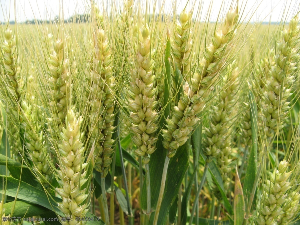 麦子 小麦 病虫害 实拍 丰收 生物世界 其他生物