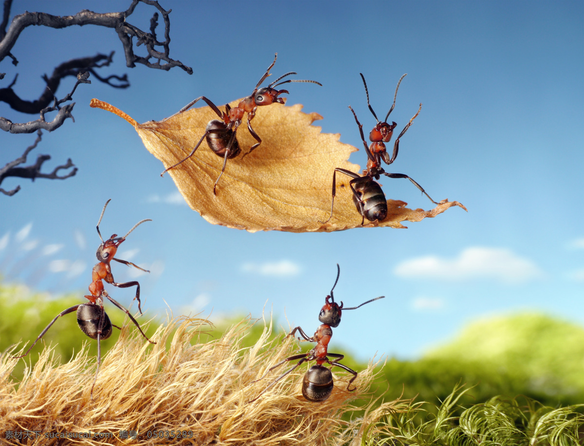 树叶 上 蚂蚁 野草 蓝天 白云 动物 昆虫世界 生物世界