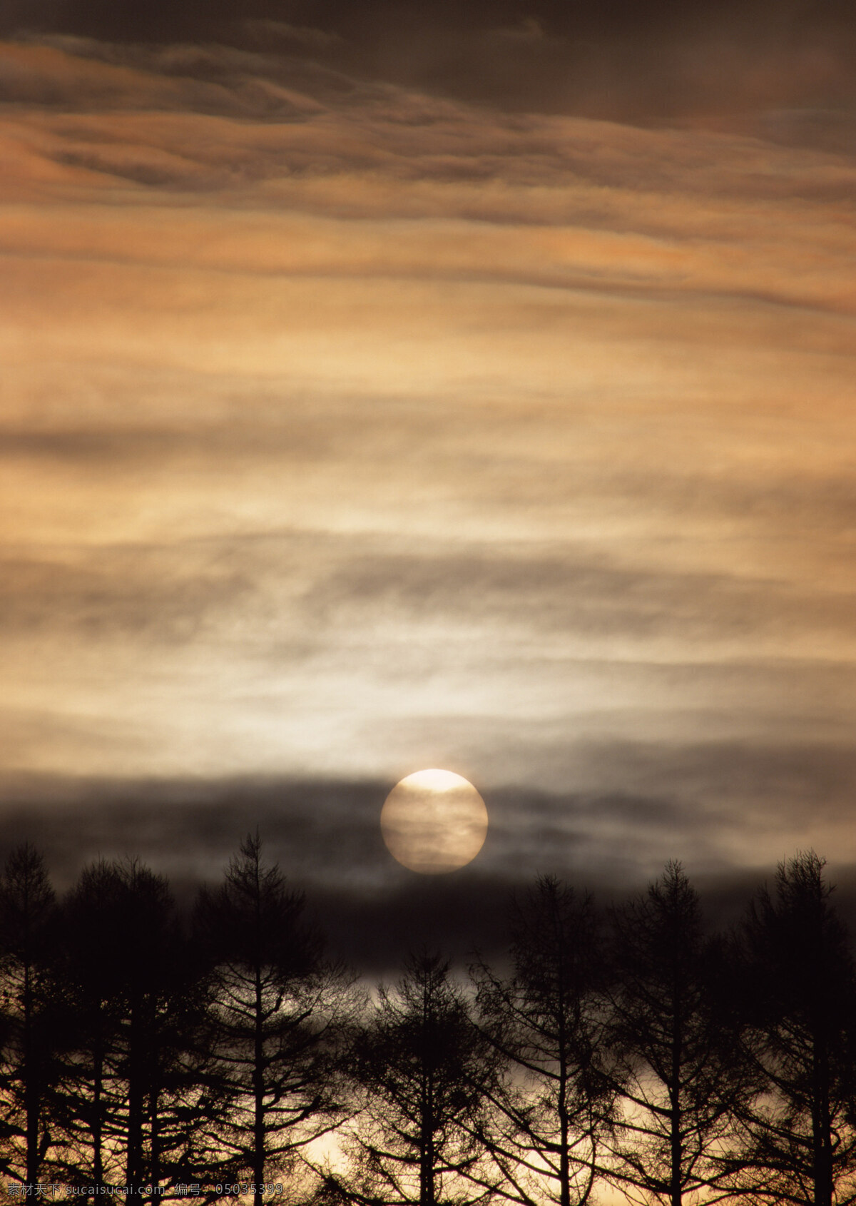 夕阳 风景 高清 天空 黄昏 晚霞 树林 树木