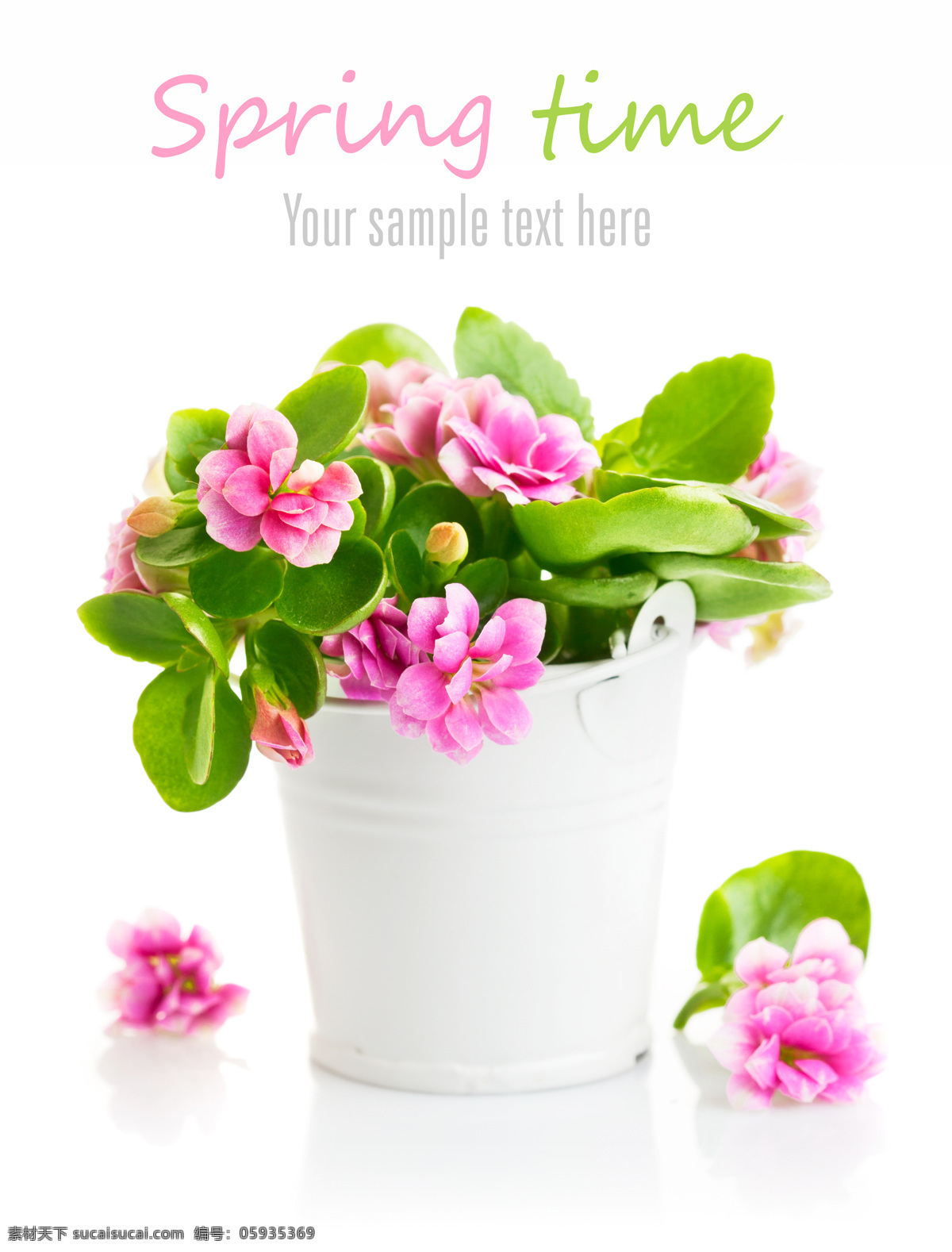绿叶 粉色 花朵 铁桶 花瓶 粉色花朵 鲜花 植物 花卉 花草树木 生物世界