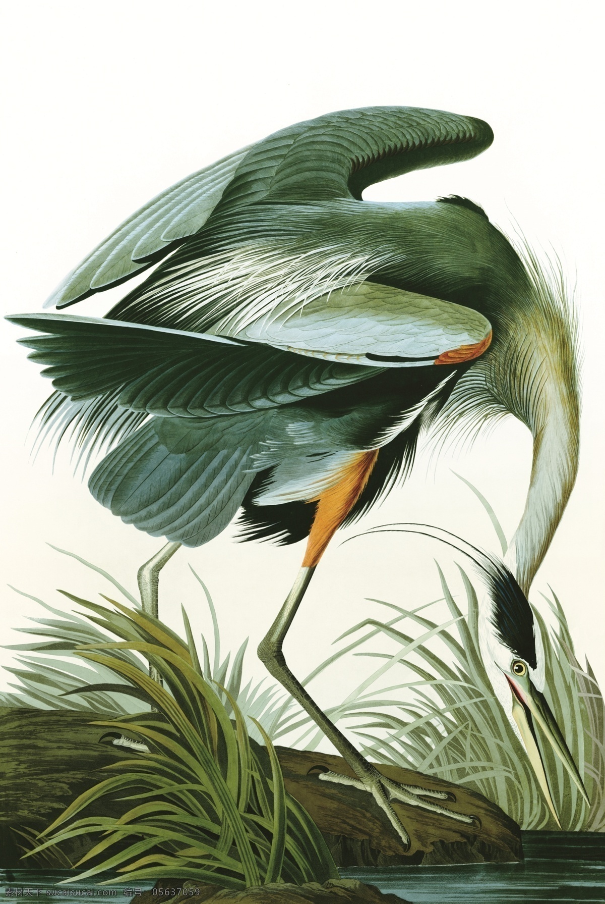 绿色 动物 丹顶鹤 画 彩色 装饰画 绘画 油画 自然景观 山水风景