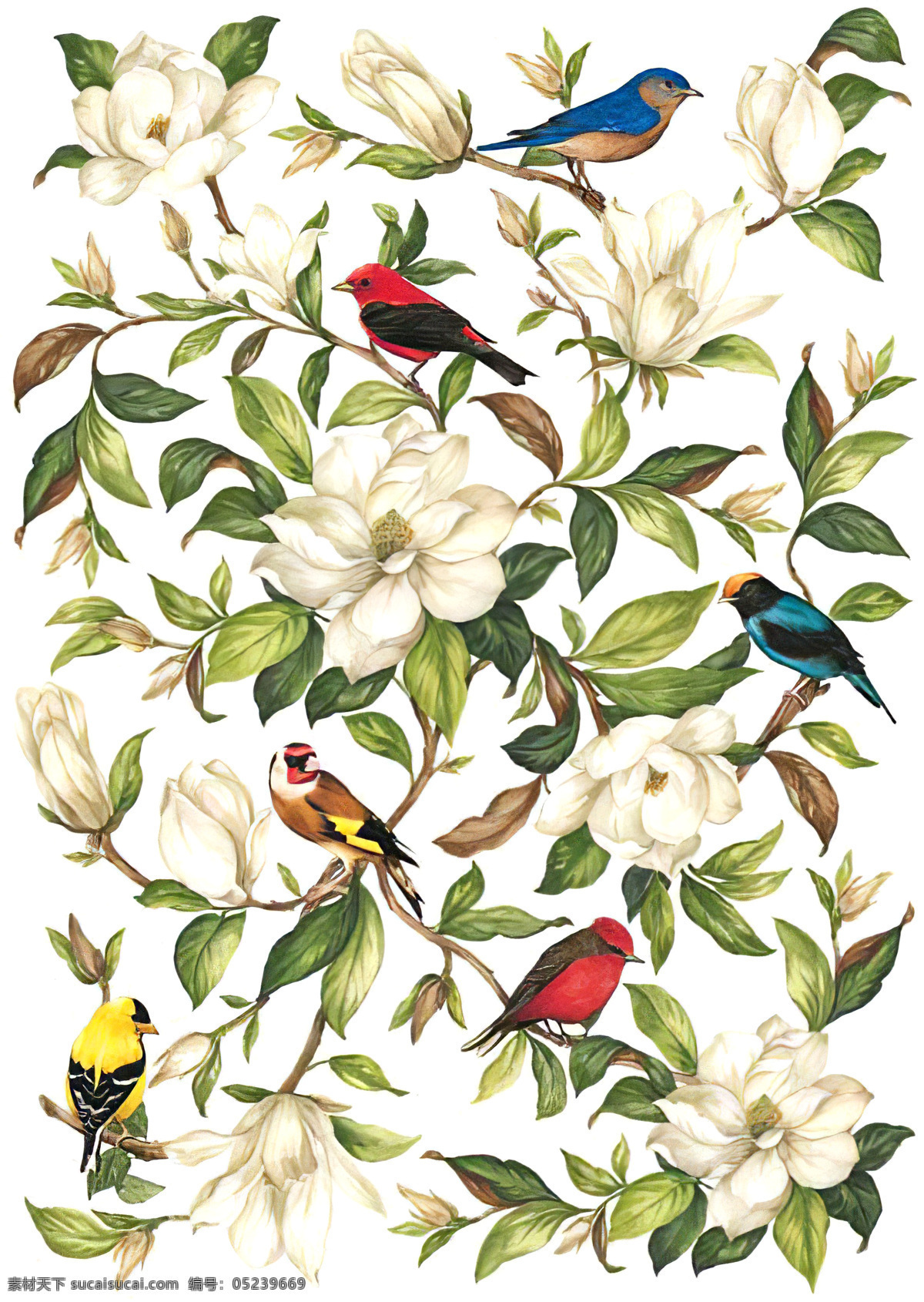 花鸟系列 花鸟 手绘 鹦鹉 图案 水彩 插画 花 鸟 装饰画 绘画 画眉 黄雀 底纹边框 背景底纹