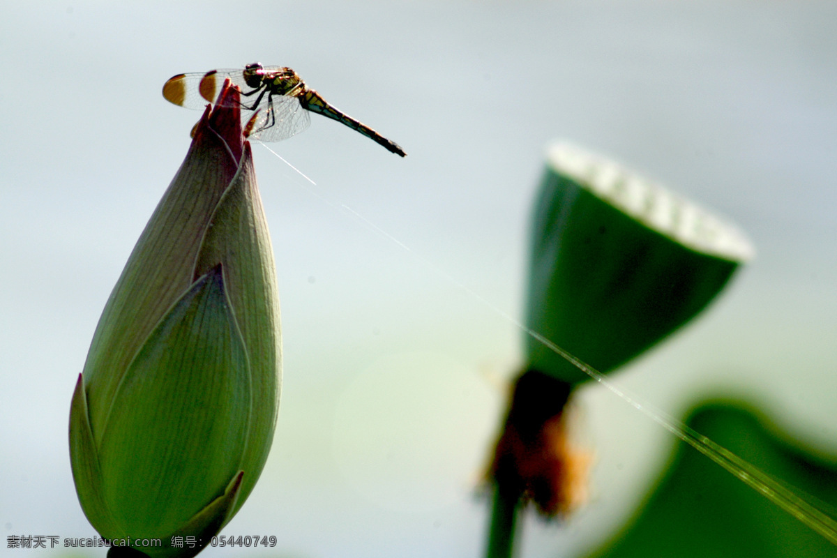 荷花 花苞 蜻蜓 苫唑 生物世界