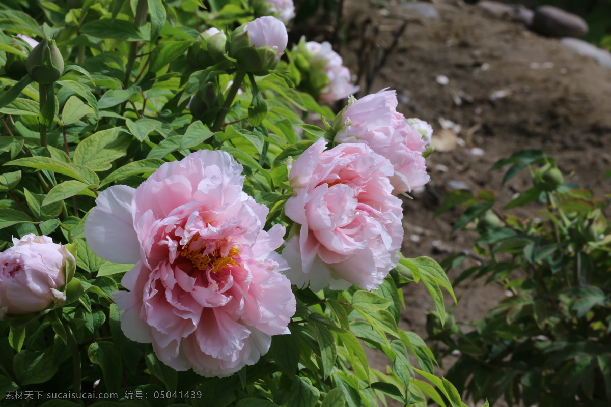 牡丹花 牡丹 观赏花卉 鼠姑 木芍药 百雨金 洛阳花 花朵 花瓣 花蕊 花卉 花儿 花草 植物 园林绿化 绿化景观 芍药牡丹 生物世界